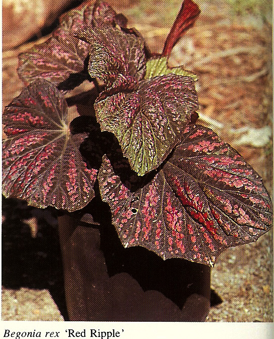 B. ‘Red Ripple’
